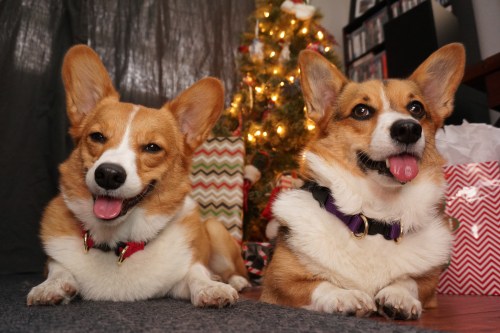 When I asked Einstein and River to get into the Christmas spirit, they just laughed in my face!! It’