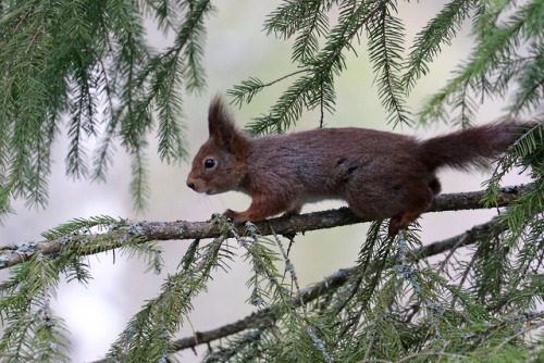 Red squirrel/ekorre.