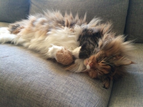 bloodstainbowbarnacle: lancrebitch: catsbeaversandducks: Pixel The Floof Monster “I’m no