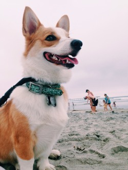 handsomedogs:  This is Mochi, my corgi pup and my best friend. She’s one and a half years young and is the most lively girl I’ve ever met.