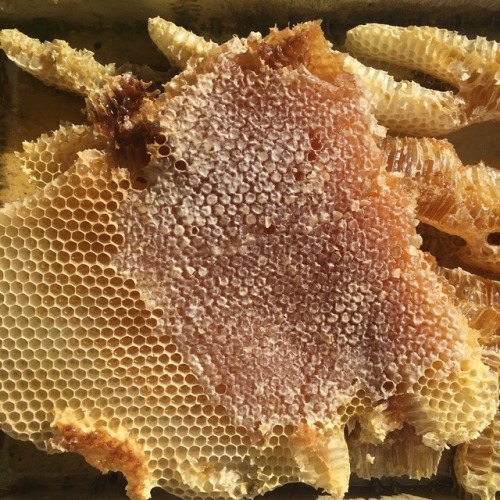 smallfragment:fresh honeycomb at work this morning