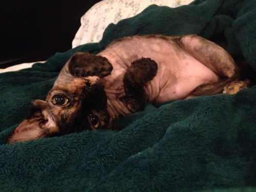 hairless cat