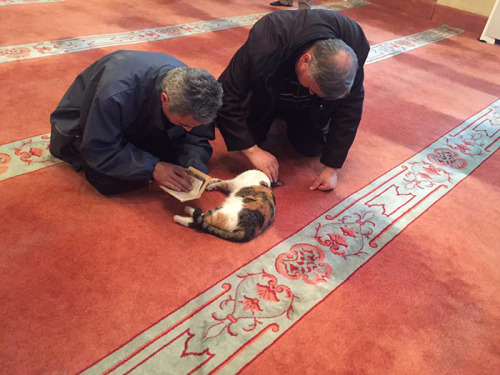 eastern-bloc-party:gamedteneen:boredpanda:Imam Opens Mosque’s Doors To Stray Cats To Keep Them WarmI