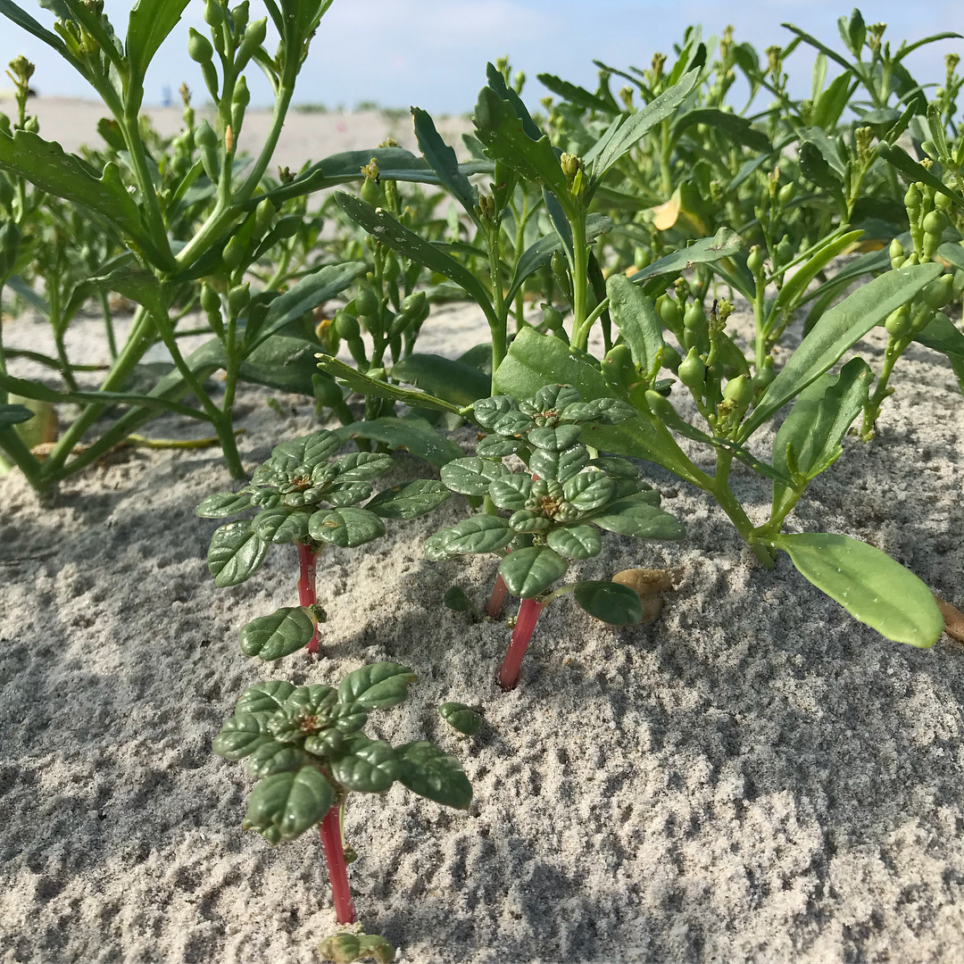 Annual Amaranth Survey: one of the gems of NYC. Endangered species will become our new normal…unless we learn how to share and protect habitat. We all depend on it. #nativeflora #endangeredspecies #savehabitat (at Rockaway Peninsula, Rockaway Park)