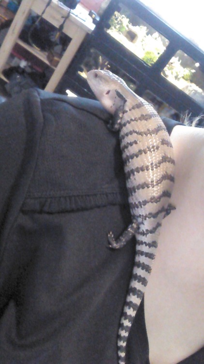sunflic:  He also likes to climb on my shoulder so he can see everything