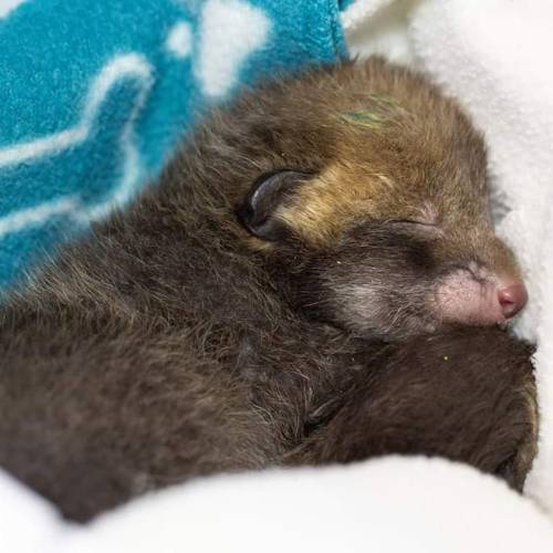 wildlifeaid:  Afternoon everyone! Here’s a sleepy fox cub for you all :) #wild #wildlife #resc