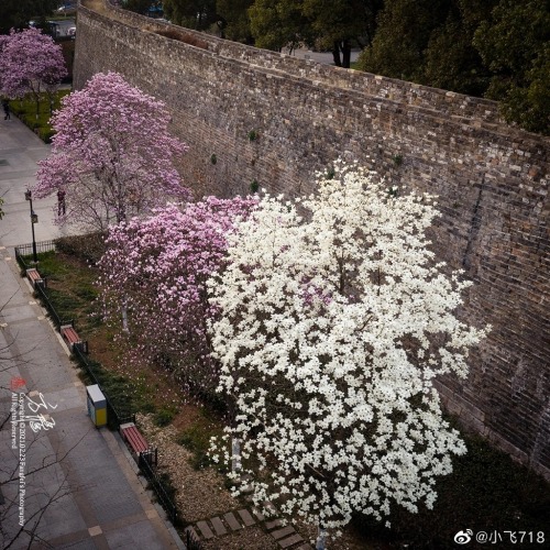fuckyeahchinesegarden:spring in nanjing, jiangsu province by 小飞718
