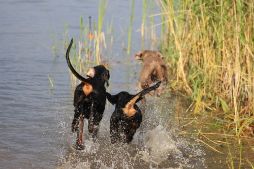 dobermann