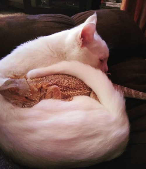 catsbeaversandducks:Mr. Baby the Cat and Miss Charles the Bearded DragonThese two friends couldn’t l