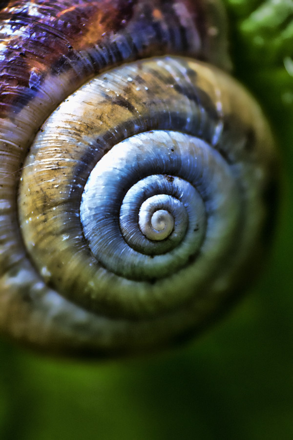 wakeourworld:  superbnature:  Natures spiral by Family-Man       (via TumbleOn)