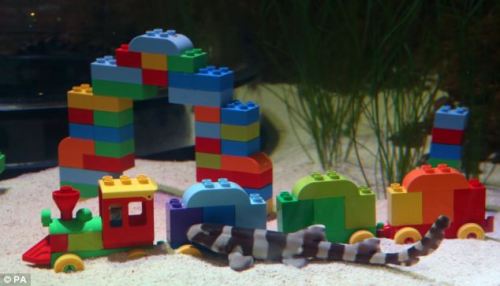 shag0hod:baby bamboo shark lego nursery moodboard 