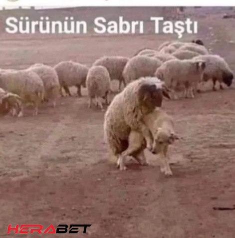 Sürünün Sabri Taştı...