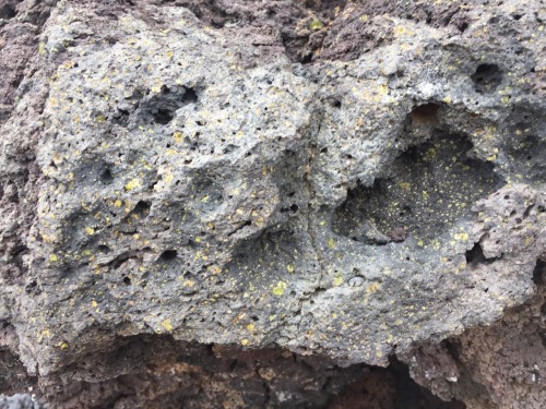 zeenix:Came across this massive picrite boulder while hiking. It had incredible phenocrysts of Olivi