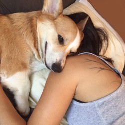 corgnelius:  Mutually beneficial sleeping