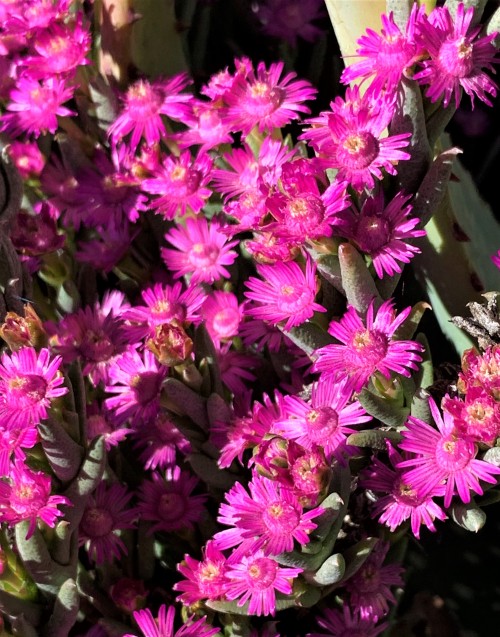 Ruschia karooicaRuschia karooica comes from near Matjiesfontein, on the southern edge of South Afric