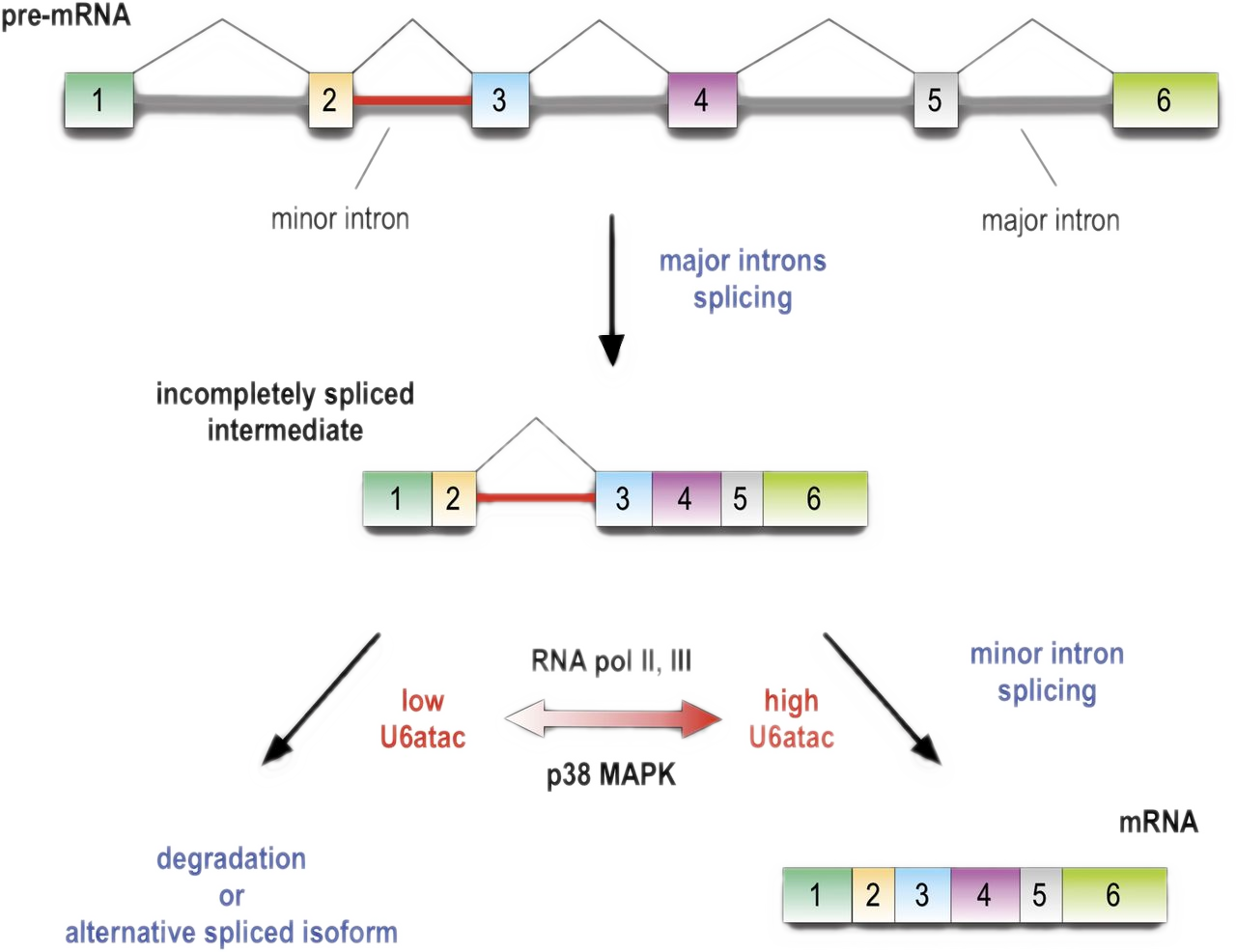 Minor introns are embedded molecular switches regulated by the abundance of highly unstable U6atac snRNA
In addition to containing typical (‘major’) introns, several hundred human genes also contain a single ‘minor’ intron, and a minor spliceosome is...