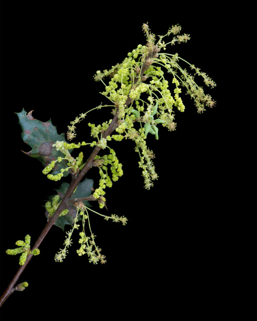 Quercus durata, berberidifolia, or some hybrid of the two. In the range natural hybrids are quite co