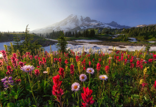 drxgonfly:Mount Rainier, Washington (by Protik Hossain)