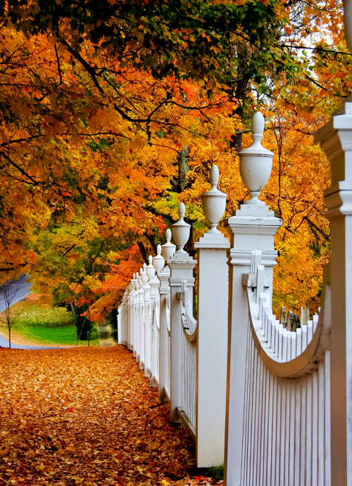 coiour-my-world:Autumn Fence, Woodstock, Vermont