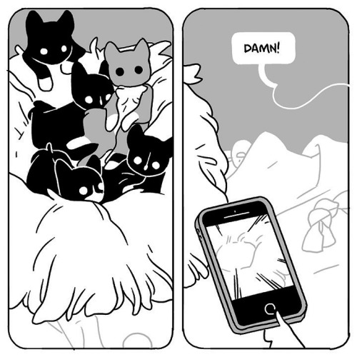Description:  A two panel comic.  In the first panel we see all of my foster kittens being cute and 