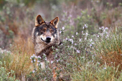 wolveswolves:Iberian wolf (Canis lupus signatus) by Andrés López