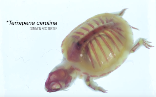 thebrainscoop:  Clearing and staining, or diaphonization, is a process used by vertebrate biologists when seeking to visualize a particular animal’s skeletal system. Some steps include submerging the specimen in containers of digestive enzymes to render