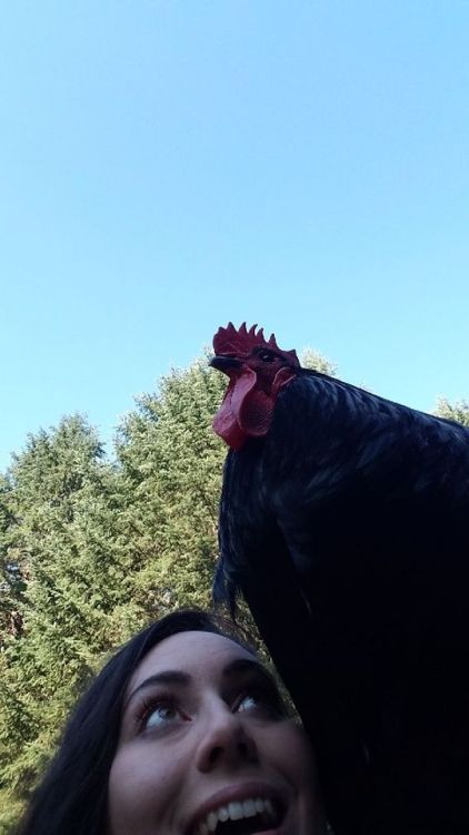 very cool chicken selfies: a collection 