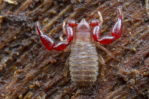 Pseudoscorpions…like scorpions, only not!When you discover pseudoscorpions I expect you to be