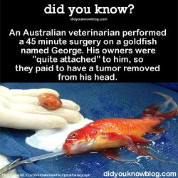 did-you-kno:  An Australian veterinarian performed a 45 minute surgery on a goldfish named George. His owners were “quite attached” to him, so they paid to have a tumor removed from his head.   Source