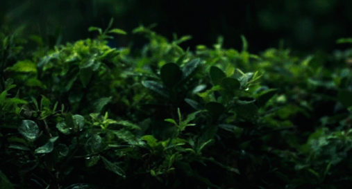 aurumnorthwood:  Leaves under the rain. 