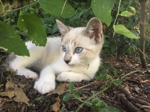 white cats