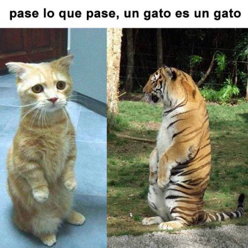 Cats will be cats…http://is.gd/Cat_Spanish