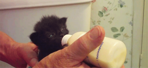 Cheer Up Post #4385 - Black Kittens Edition