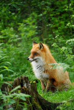 faerieforests:Red Fox by Gabriella Sjölander
