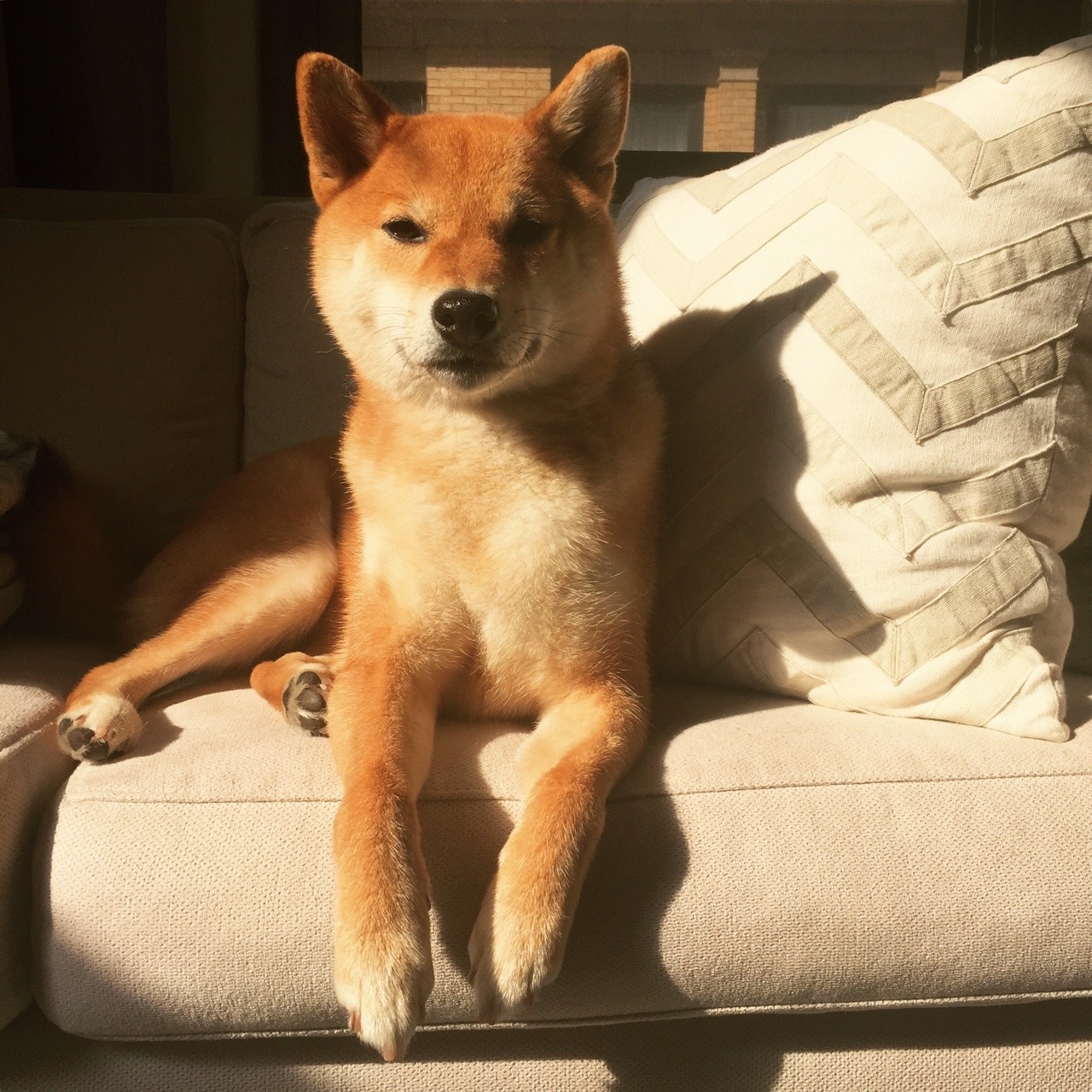 happygoriley:  My shadow is especially foxy today! - HappyGoRiley