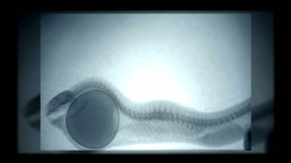    chalkandwater: X-ray video of an Egg-eating Snake swallowing, crushing and then regurgitating