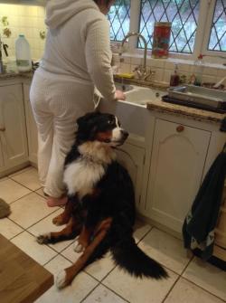 Cute-Overload:  Ruby The Bernese Mountain Dog Likes To Sit With Us While Make Breakfast