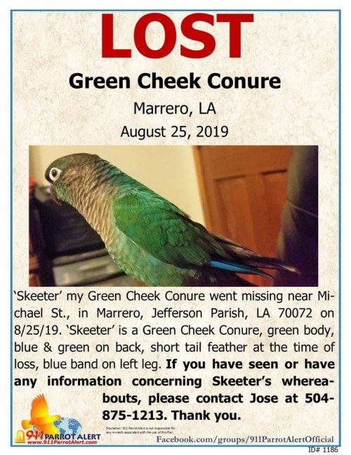 LOST - GREEN CHEEK CONURE, 8/25/19, Michael St, MARRERO, JEFFERSON PARISH, LA 70072