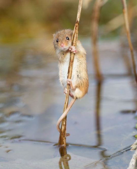    this is a harvest mouse appreciation post   
