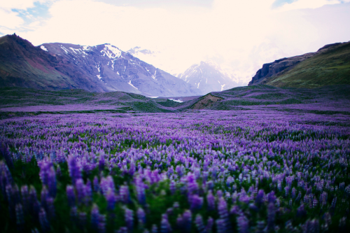 expressions-of-nature: Iceland by Chase Mouser