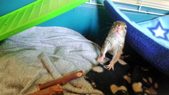 Rehabbing a Baby Red Squirrel (NB, Canada)