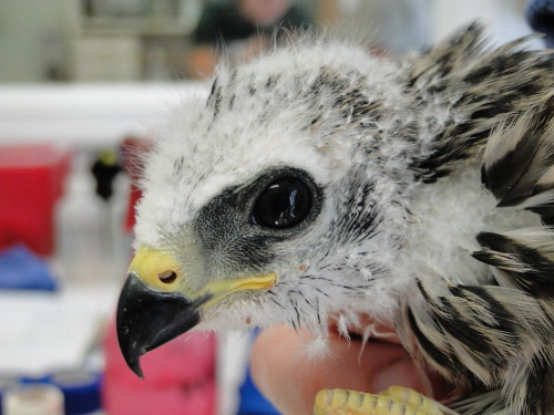 crc-rehab-blog:Mississippi kite nestling from Augusta, GA.  Most likely the victim of a kidnapping. 