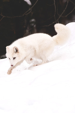 lmmortalgod:  Arctic Fox