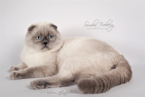 Our dear Simba Iceberg Grant has become a handsome man! ❤ Have you ever seen so cute Scottish Fold b