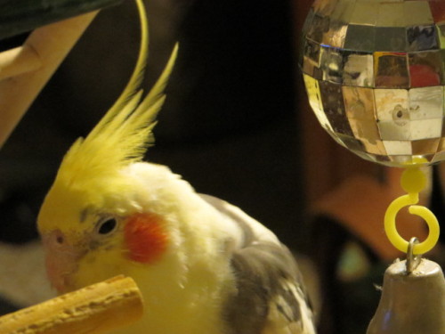 Perrin hanging out by his mirrorball bell. He loves bells and he loves disco. It is his perfect toy.