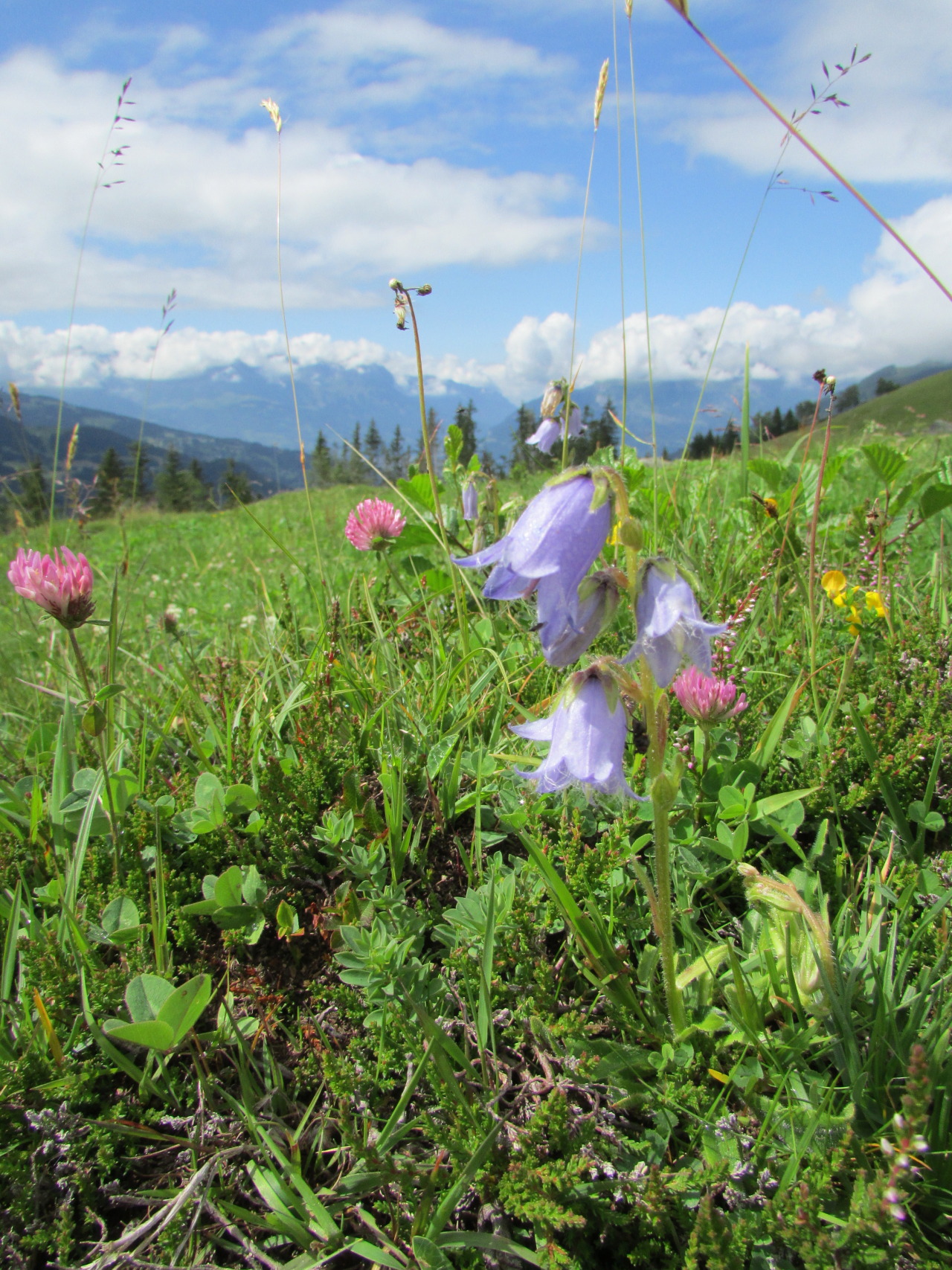 ciliated:i love the mountains