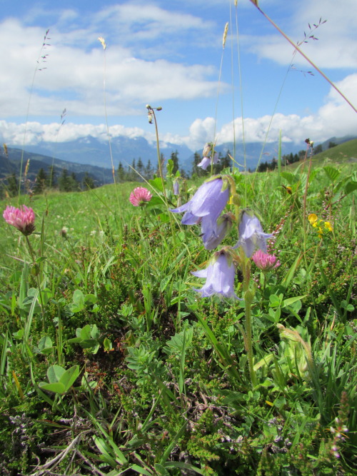 ciliated - i love the mountains