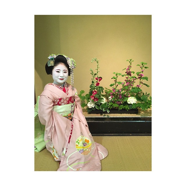 geisha-kai:  May 2015: maiko Shino with ikebana by @mayumiwakabayashi on InstagramShe’s