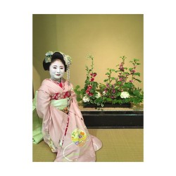 geisha-kai:  May 2015: maiko Shino with ikebana by @mayumiwakabayashi on InstagramShe’s now a second-year maiko!