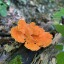 atalkingjunipertree